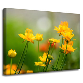 Leinwandgemälde Botanik Gelbe Blumen 40x30 cm