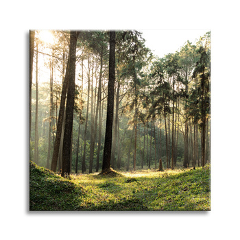Leinwanddruck Wald Bäume Sonne Natur 40X40 cm