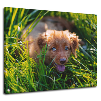 Leinwanddruck Tiere Hund im Gras 100x80 cm