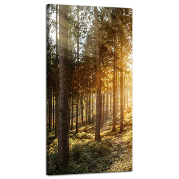 Leinwandgemälde Birken Bäume Sonnenmorgen 40x80 cm