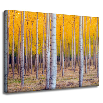 Leinwandgemälde Birken in herbstlichen gelben Blättern 40x30 cm
