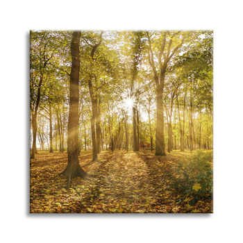 Leinwandgemälde Sonne zwischen Bäumen im Wald 40X40 cm