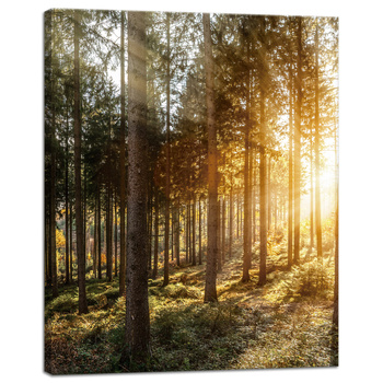 Leinwandgemälde Birken Bäume Sonnenmorgen 40x50 cm