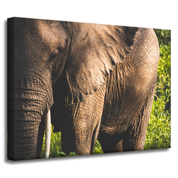 Leinwandgemälde Tiere Elefant_3 40x30 cm