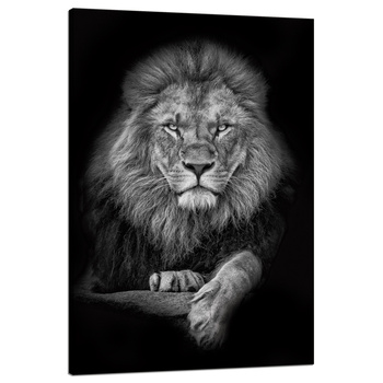 Leinwandgemälde Graues Löwengesicht Pose King 80x120 cm
