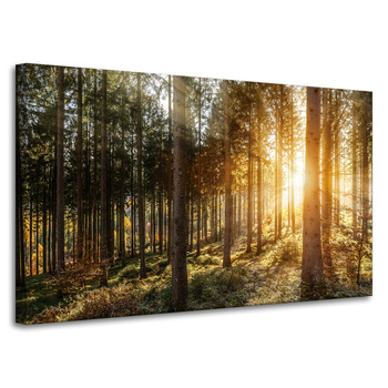 Leinwandgemälde Birken Bäume Sonnenmorgen 100x60 cm