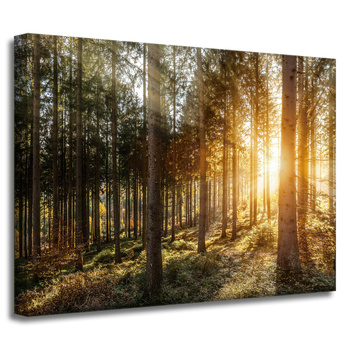 Leinwandgemälde Birken Bäume Sonnenmorgen 40x30 cm