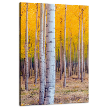 Leinwandgemälde Birken in herbstlichen gelben Blättern 60x90 cm