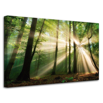 Leinwandgemälde Sonne im Wald Bäume Natur 80x50 cm