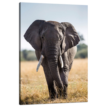 Leinwandgemälde Großer grauer Elefant Savannah Afrika 80x120 cm