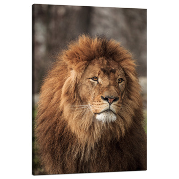 Leinwandgemälde Starrender Löwe Naturgesicht Wildheit 80x120 cm