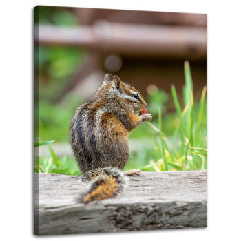 Leinwandgemälde Tiere Eichhörnchen 30x40 cm