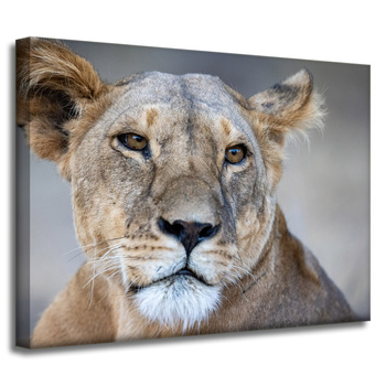 Leinwandgemälde Tiere Löwin 40x30 cm