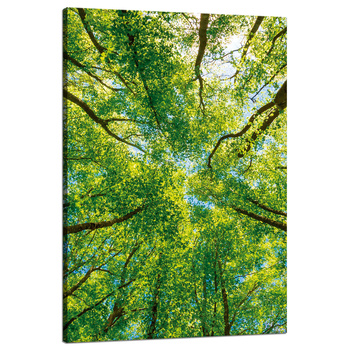 Leinwandgemälde Bäume Blätter Natur Wald Frühling 80x120 cm