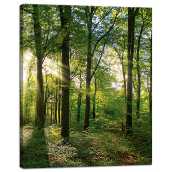 Leinwanddruck Sonne, Wald, Bäume, Lichtstrahlen, 40x50 cm