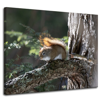Leinwandgemälde Tiere Eichhörnchen 100x80 cm