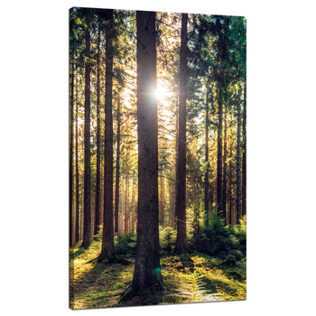 Leinwanddruck Wald Sonne Bäume Frühlingsmorgen 70x120 cm