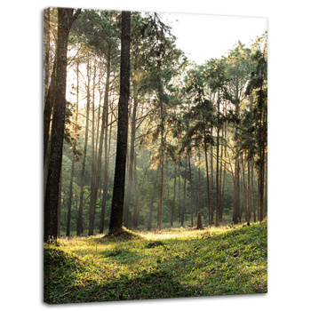 Leinwanddruck Wald Bäume Sonne Natur 30x40 cm