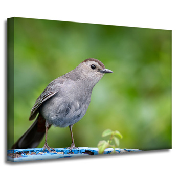 Leinwandgemälde Tiere Sitzender Vogel 40x30 cm