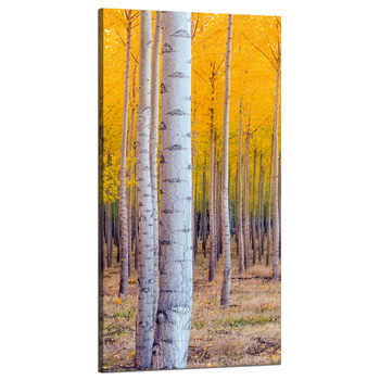 Leinwandgemälde Birken in herbstlichen gelben Blättern 60x120 cm