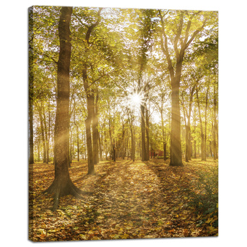 Leinwandgemälde Sonne zwischen Bäumen im Wald 40x50 cm