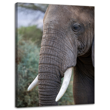 Leinwanddruck Tiere Elefant 30x40 cm