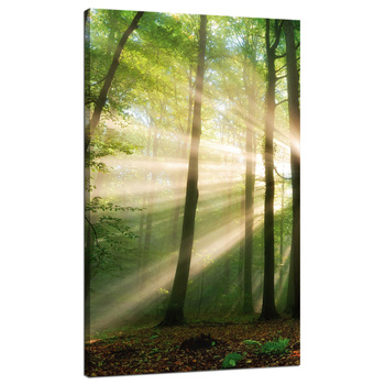 Leinwandgemälde Sonne im Wald Bäume Natur 70x120 cm