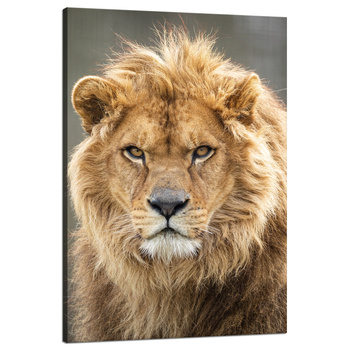 Leinwandgemälde Wilder Löwe Porträt Mähnentier 80x120 cm