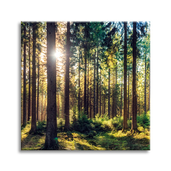 Leinwanddruck Wald Sonne Bäume Frühlingsmorgen 40X40 cm