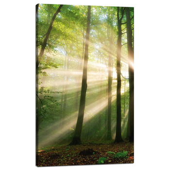 Leinwandgemälde Sonne im Wald Bäume Natur 60x100 cm