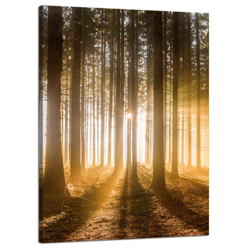 Leinwandgemälde Sonne im Wald Baumlicht 50x70 cm
