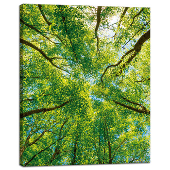 Leinwandgemälde Bäume Blätter Natur Wald Frühling 40x50 cm