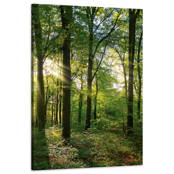 Leinwanddruck Sonne, Wald, Bäume, Lichtstrahlen, 60x90 cm
