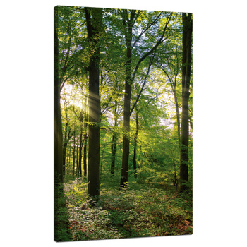Leinwanddruck Sonne, Wald, Bäume, Lichtstrahlen, 70x120 cm