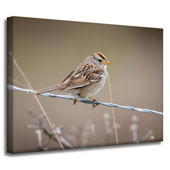 Leinwandgemälde Tiere Spatz 40x30 cm