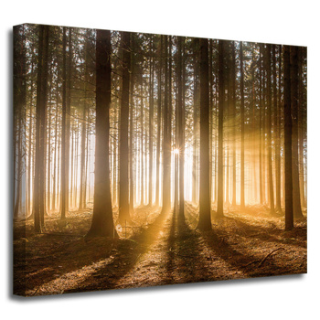 Leinwandgemälde Sonne im Wald Baumlicht 50x40 cm
