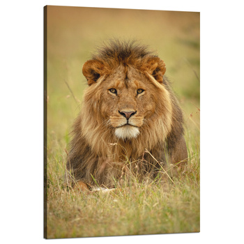 Leinwandgemälde Löwe auf dem Gras Tier Natur 80x120 cm