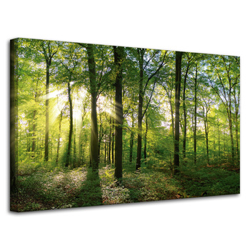 Leinwanddruck Sonne, Wald, Bäume, Lichtstrahlen, 80x50 cm