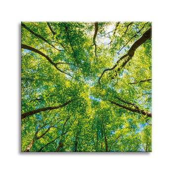 Leinwandgemälde Bäume Blätter Natur Wald Frühling 50X50 cm
