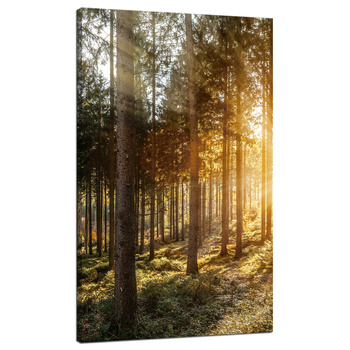 Leinwandgemälde Birken Bäume Sonnenmorgen 70x120 cm