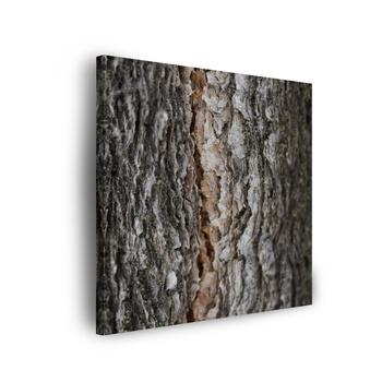 Leinwandgemälde Natur Baumrinde 90x90