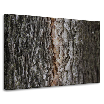 Leinwandgemälde Natur Baumrinde 90x60