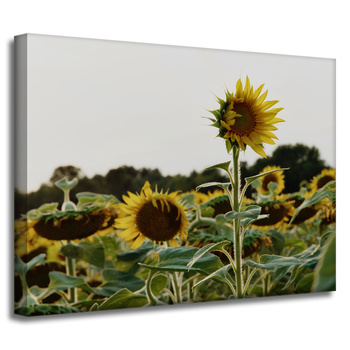 Leinwandgemälde Botanik Sonnenblumenfeld 40x30 cm
