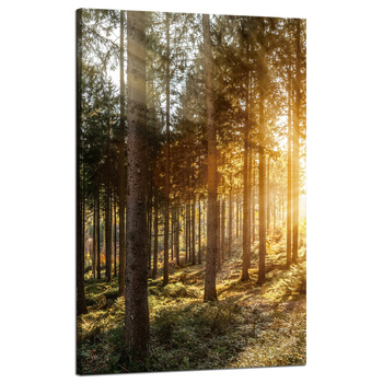 Leinwandgemälde Birken Bäume Sonnenmorgen 50x80 cm