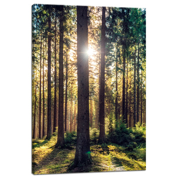 Leinwanddruck Wald Sonne Bäume Frühlingsmorgen 40x60 cm