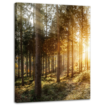 Leinwandgemälde Birken Bäume Sonnenmorgen 30x40 cm