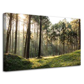 Leinwanddruck Wald Bäume Sonne Natur 80x50 cm