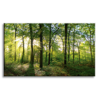 Leinwanddruck Sonne, Wald, Bäume, Lichtstrahlen, 70x50 cm