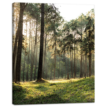 Leinwanddruck Wald Bäume Sonne Natur 40x50 cm