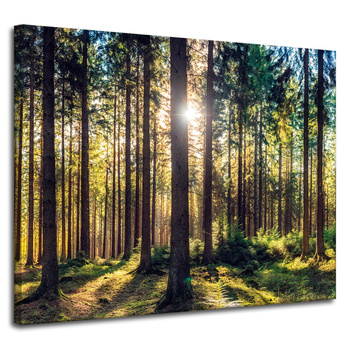 Leinwanddruck Wald Sonne Bäume Frühlingsmorgen 100x80 cm